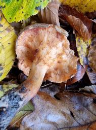 Paxillus cuprinus