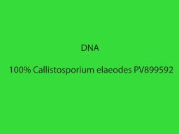 Callistosporium luteo-olivaceum