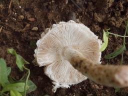 Leucoagaricus barssii