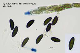 Rosellinia corticium