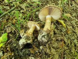 Amanita lepiotoides