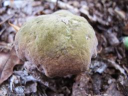 Suillellus mendax