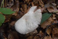 Agaricus sylvicola