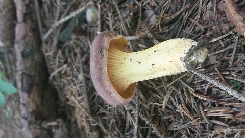 Cantharellus amethysteus