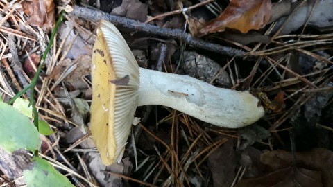 Russula ochroleuca