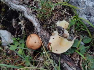 Suillus granulatus