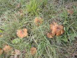 Hygrocybe spadicea