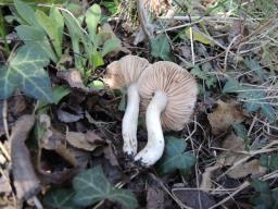 Entoloma saundersii