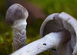 Tricholoma cingulatum