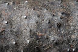 Massaria conspurcata