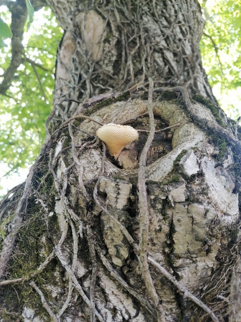 Pholiota squarrosa