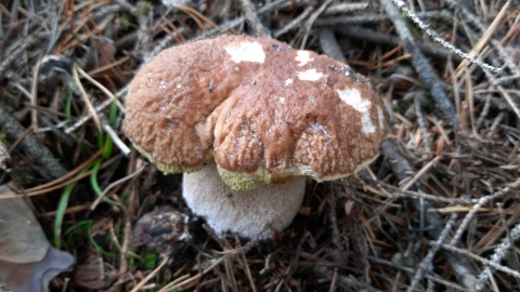 Boletus edulis