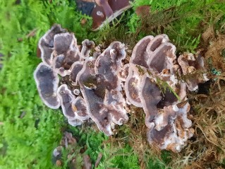 Amylostereum areolatum