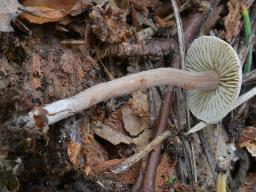 Inocybe petiginosa