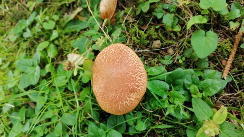 Rheubarbariboletus armeniacus