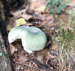 Russula virescens