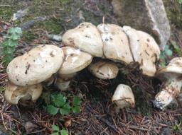 Suillus viscidus