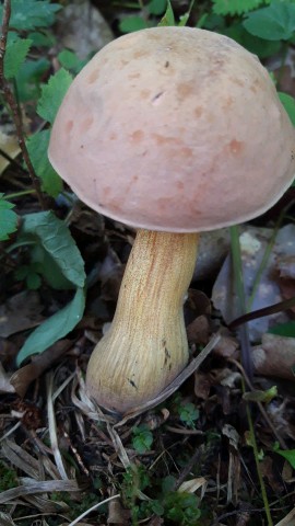 Suillellus luridus