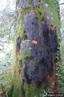 Phytophthora kernoviae