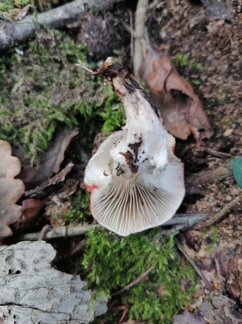 Gomphidius roseus