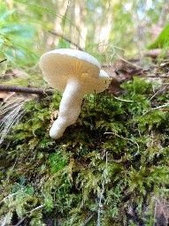 Hygrophorus cossus