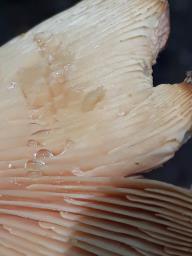 Lactarius helvus