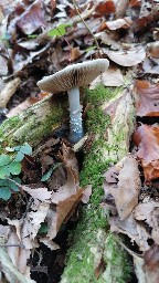 Stropharia caerulea