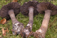 Cortinarius violaceus