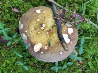 Russula olivacea