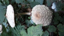 Chlorophyllum olivieri