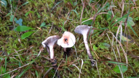 Gomphidius maculatus