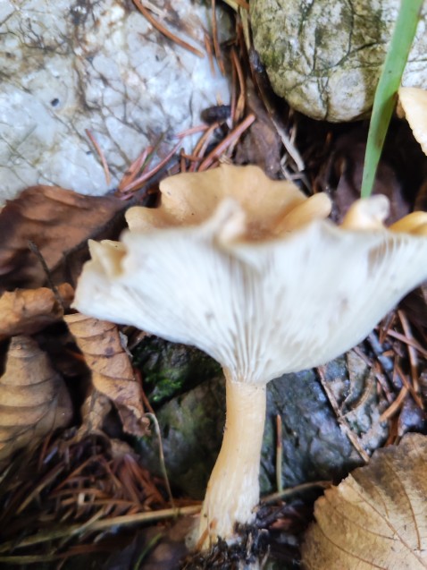 Infundibulicybe costata