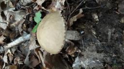 Leccinellum pseudoscabrum