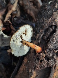 Lentinus brumalis