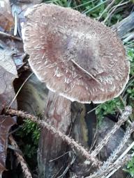 Cortinarius flexipes