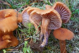 Laccaria bicolor