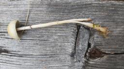 Protostropharia semiglobata