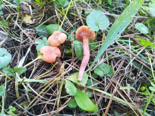 Laccaria laccata