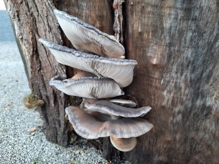 Pleurotus ostreatus