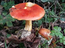 Amanita caesarea