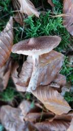 Inocybe lanuginosa