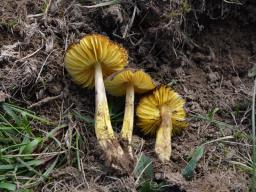 Hygrocybe spadicea