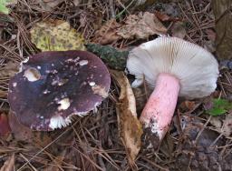 Russula torulosa