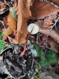 Mycena crocata