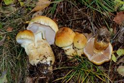 Cortinarius triumphans