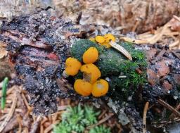 Hymenoscyphus eichleri