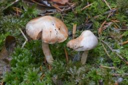 Inocybe whitei