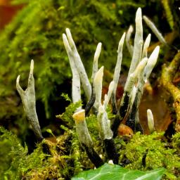 Xylaria hypoxylon