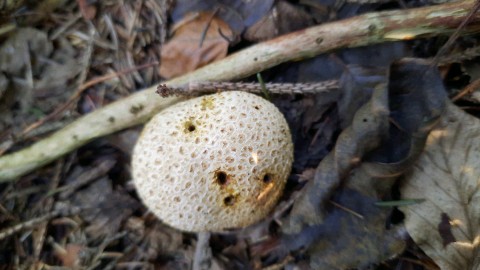 Scleroderma citrinum