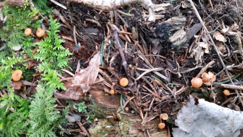 Xeromphalina campanella